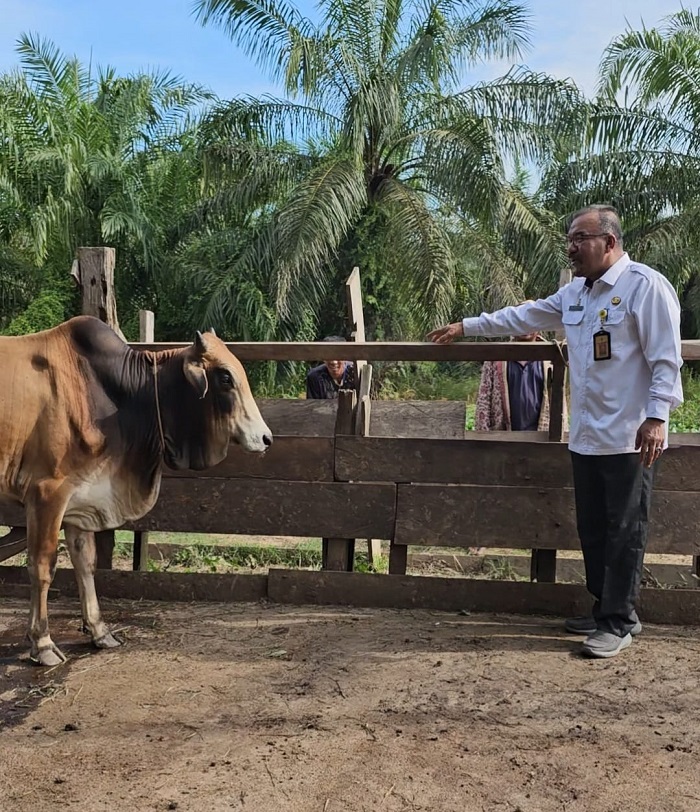 Hari Raya Idul Adha 1444, DLH Rohil Akan Sembelih 11 Hewan Qurban